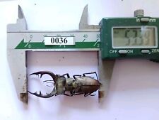 0036# Vietnam Beetles    Lucanidae- Lucanus formosus 53mm A1  picture