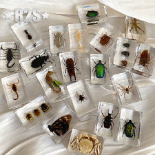 20 Pcs Insect in Resin Specimen Bugs Collection Paperweights Arachnid Resin lot picture