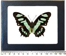 Siproeta stelenes malachite green black butterfly Peru framed picture