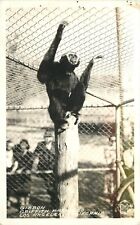 RPPC Photo California  Los Angeles Griffith Park Zoo Frasher Gibbon 22-13864 picture