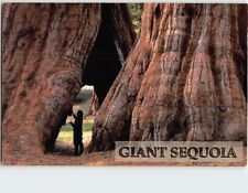 Postcard Giant Sequoia Sierra Nevada Mountains California USA picture