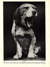 1930s Antique BATARD Dog Print Rare Dog Breed French Hound Dog 7032c picture