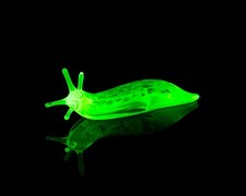 Uranium Glass Slug Figurine – Glowing UV Reactive Green Lampwork Snail picture