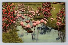 FL-Florida, Coral Flamingoes, Antique, Vintage c1941 Souvenir Postcard picture