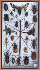 Stick Insect Taxidermy Display Case Mixed Insects Wood Glass Shadow Box 14x8X1.5 picture