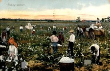 Omaha, Nebraska, 1908: Picking Cotton Postcard picture