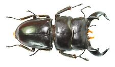 COLEOPTERA, LUCANIDAE, DORCUS BUCEPHALUS from INDONESIA picture