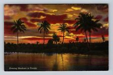 FL-Florida, Evening Shadows Through Palm Trees, Antique Vintage Postcard picture