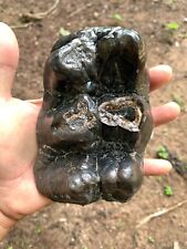 Zygolophodon Tooth Fossils from the Miocene Rare Amazing Genuine picture
