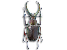 REAL Sphaenognathus feisthameli +70mm MALE Stag Beetle 4 Eyes Unmounted USA picture