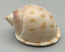 Semicassis bisulcata persimilis 47.66mm Vintage Collection Shell with Old Label picture