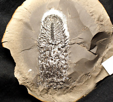 Museum quality fossil plant Lepidostrobus paired nodule not Mazon Creek from UK picture
