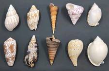 Seashells 2