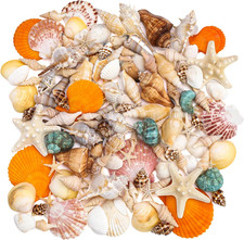 Sea Shells, Mixed Ocean Seashells, 15 Kinds 1.2