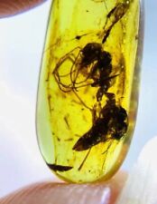 Burmese insects fossil burmite Cretaceous Rare large ants insect amber Myanmar picture