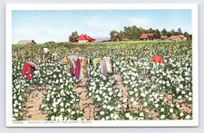 c1920 Picking Cotton Postcard Sunny South White Border Farm Workers Field SC picture