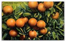Golden Florida Oranges picture