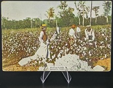 1908 Picking Cotton Memphis TN Postcard Black Americana Southern History picture