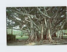 Postcard Banyan Tree Florida USA picture