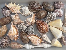 Large Seashells Assortment 10 Different Species Best Value picture