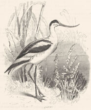 BIRDS. Stilt-Walker. Curlew. Scooping Avocet c1870 old antique print picture picture