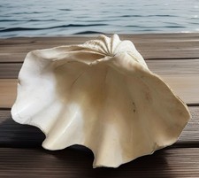 Huge Specimen Natural Giant Clam Shell Beautiful 10.5” x 7