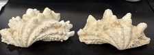 Natural Giant Clam Shell Tridacna Fluted Ribbed Nautical Coastal Decor picture