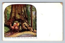CA-California, Famous Wawona Tunnel Tree And Coach, Antique, Vintage Postcard picture