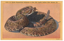 1940s Ross Allen Snake Postcard Diamondback Rattlesnake Silver Springs FL  VTG  picture