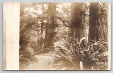 RPPC Fern Growth Redwood Forest Real Photo Postcard A43 picture
