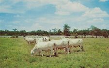 Postcard TX Hungerford Brahmin Cattle J.D. Hudgins Ranch Wharton County c50s-70s picture