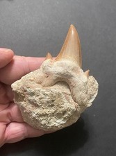 Beautiful fossil Otodus Obliquus Shark Tooth in Matrix from Morocco picture