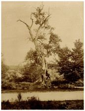 France, Fontainebleau Forest, Henry IV, Photo. X Vintage Print, Print A picture