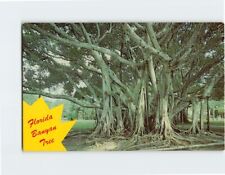 Postcard Florida Banyan Tree, Florida picture