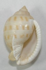 CASSIS BISULCATA PILA 49.74mm SUPER CHOICE SPECIMEN Tosa Bay, Japan picture