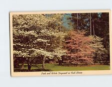 Postcard Pink And White Dogwood In Full Bloom USA picture