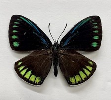 Unmounted Butterflies Eumaeus debora lot of 10 wings closed Entomology picture