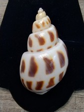 15 Shells Babylonia Areolata Semicassis Bisulcata From Japan Coastal Beach Rare picture