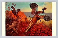 Autumn Splendor View Of Birds, Animals, Vintage Postcard picture