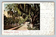 Daytona FL-Florida, Greetings, Live Oaks, Spanish Moss, c1907 Vintage Postcard picture