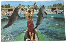 Vintage Miami Seaquarium Postcard Porpoises Jumping Fish Larry Witt FL Ektachro picture