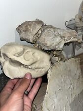 Oreodont Skull Fossil Replica Museum Quality picture