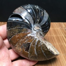 454g natural polished Stone sculptor decora Specimen fb1757 picture