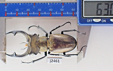j2461. Insects, Lucanidae: Lucanus Nobilis. Vietnam North. 63mm? picture