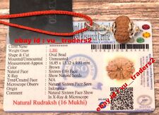 16 Mukhi Rudraksha / Sixteen Face Rudraksh Java Bead Lab Certified Size 16.85 MM picture