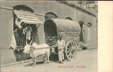 Colombo Bullock Cart c1900s-10s Vintage Postcard picture