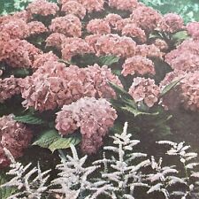 Antique 1899 Pink Hydrangea Blooms In Summer Stereoview Photo Card P1215 picture