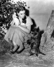 The Wizard of Oz Judy Garland between takes with little dog Toto 8x10 real photo picture