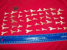 100 fossil Moroccan shark teeth per lot. A grade teeth picture