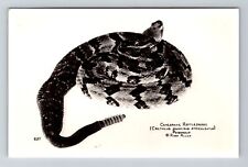 Silver Springs FL, RPPC Canebrake Rattlesnake Reptile Institute Vintage Postcard picture